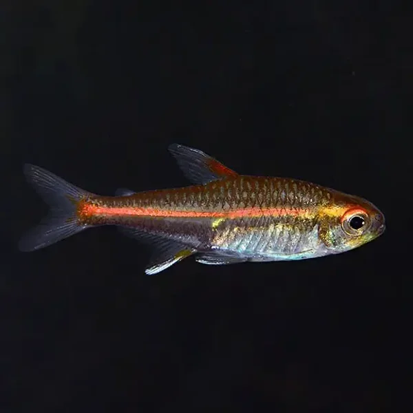 Glow light Tetra