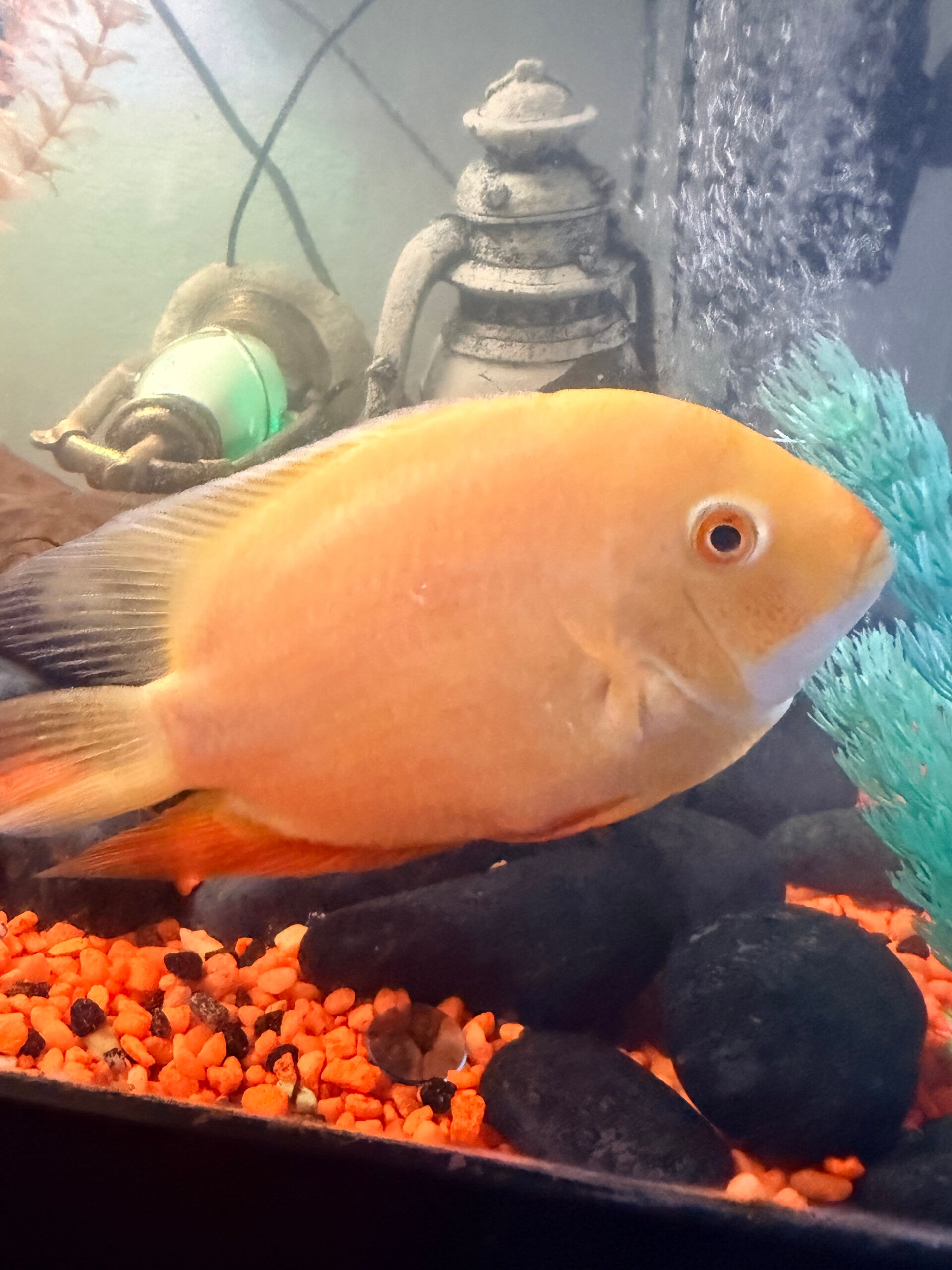 Gold Severum