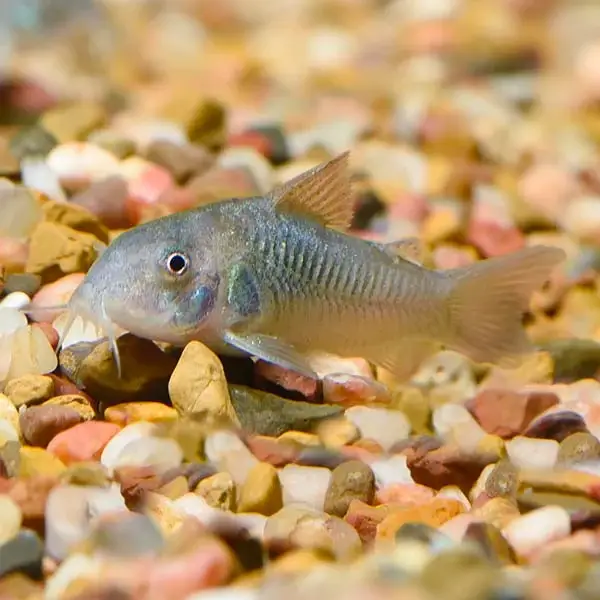 Green Aeneus Cory Cat