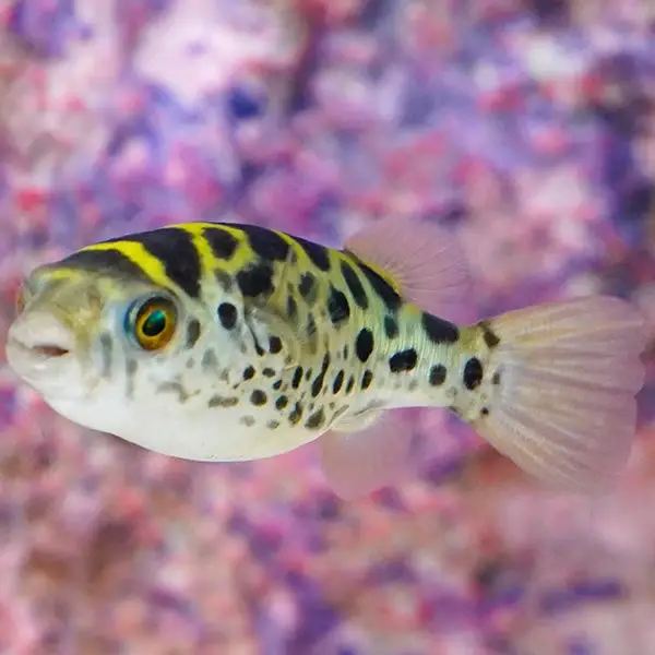 Green spotted puffer