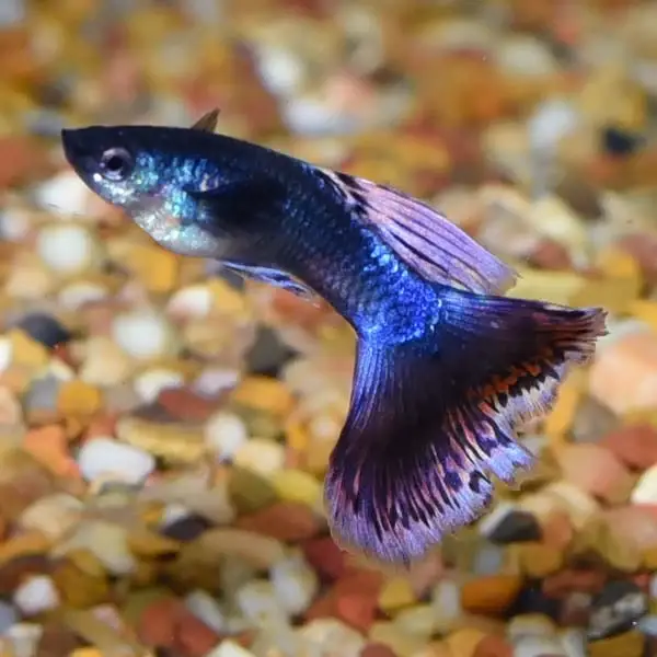 The Assorted Guppy xlrg