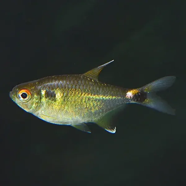 Head and Taillight Tetra
