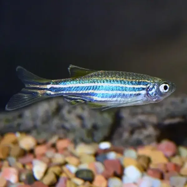 H-Fin Leopard Danio