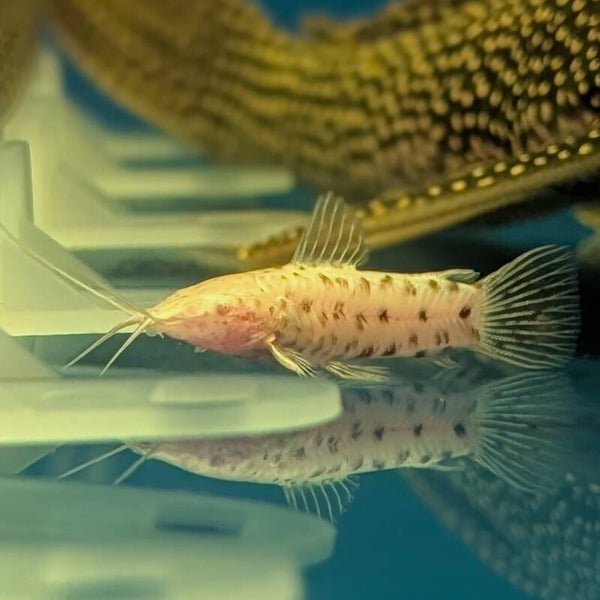 Albino Hoplo Catfish