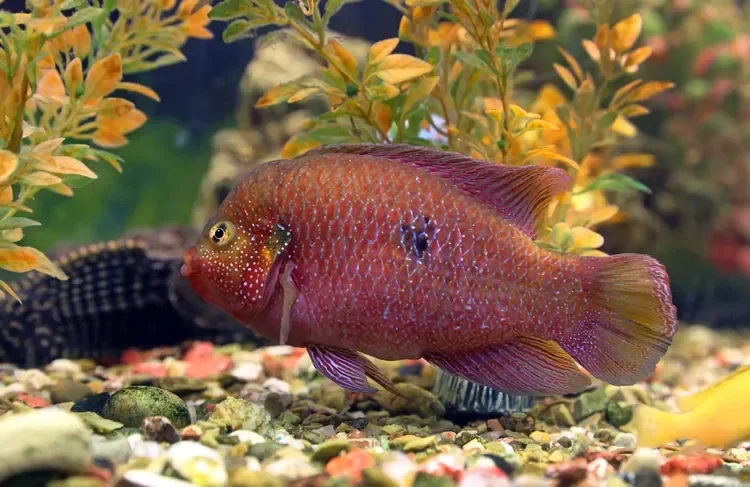 Jewell Cichlid