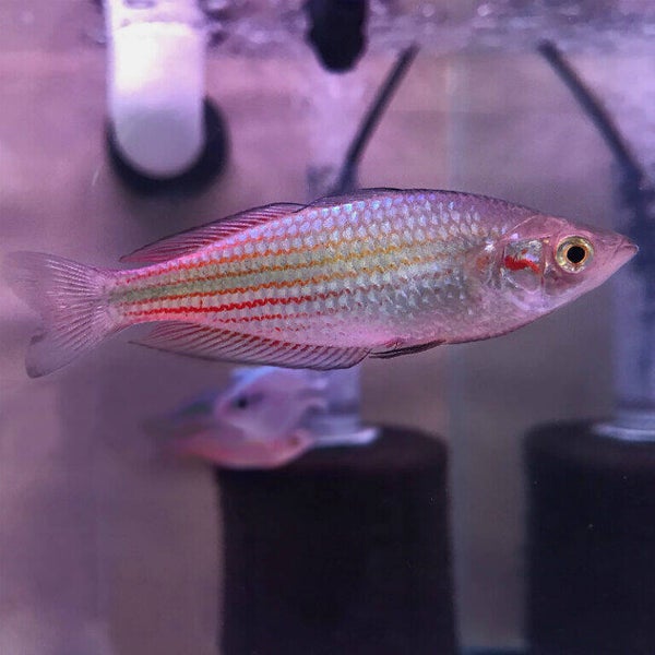 Kamaka Rainbowfish
