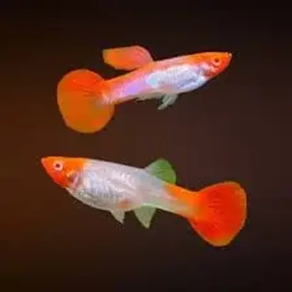 Platinum Koi Kohaku !DEAL!
