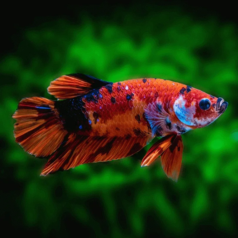 Koi Betta (male)