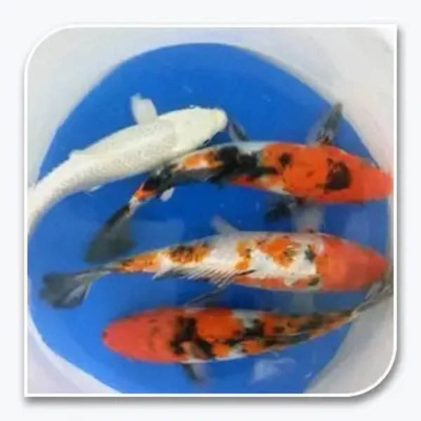 KOI