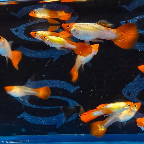 Koi guppy