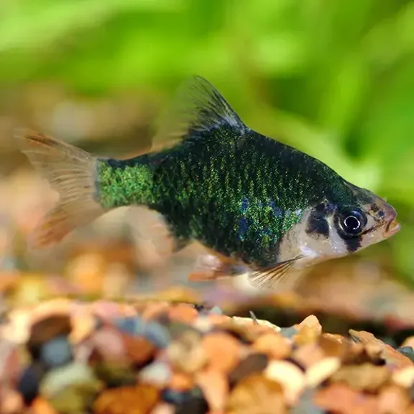 Green Barbs