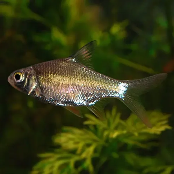 Tin foil barbs