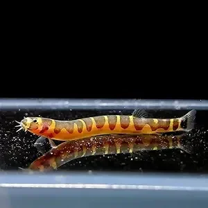 Kuhli Loach Black