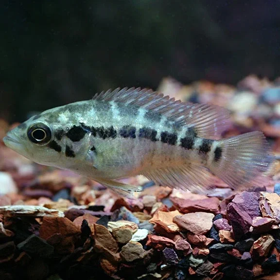 Managuense Cichlid