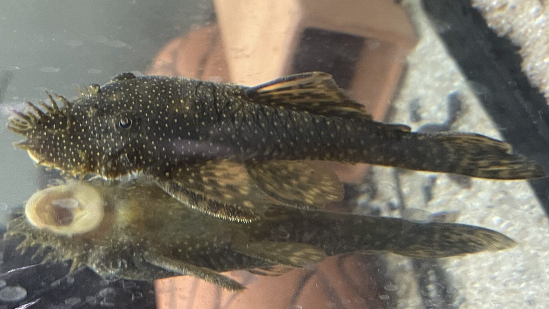 Medusa Pleco