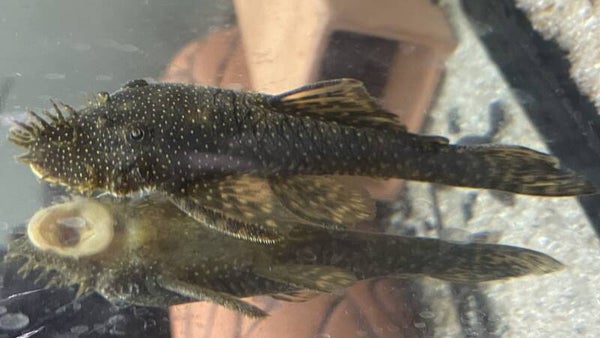 Medusa Pleco