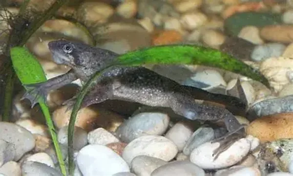 Dwarf African Frog