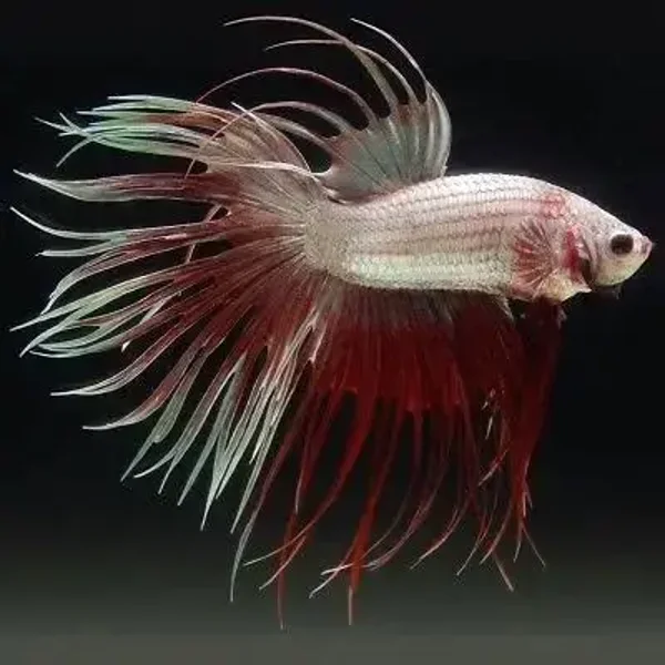 Dragonscale Crowntail
