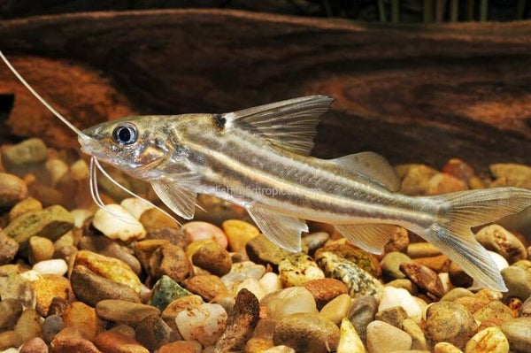 Four Line Pictus Catfish