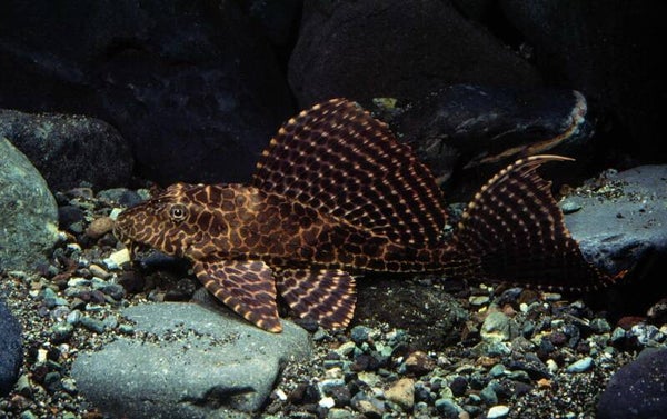 Pleco