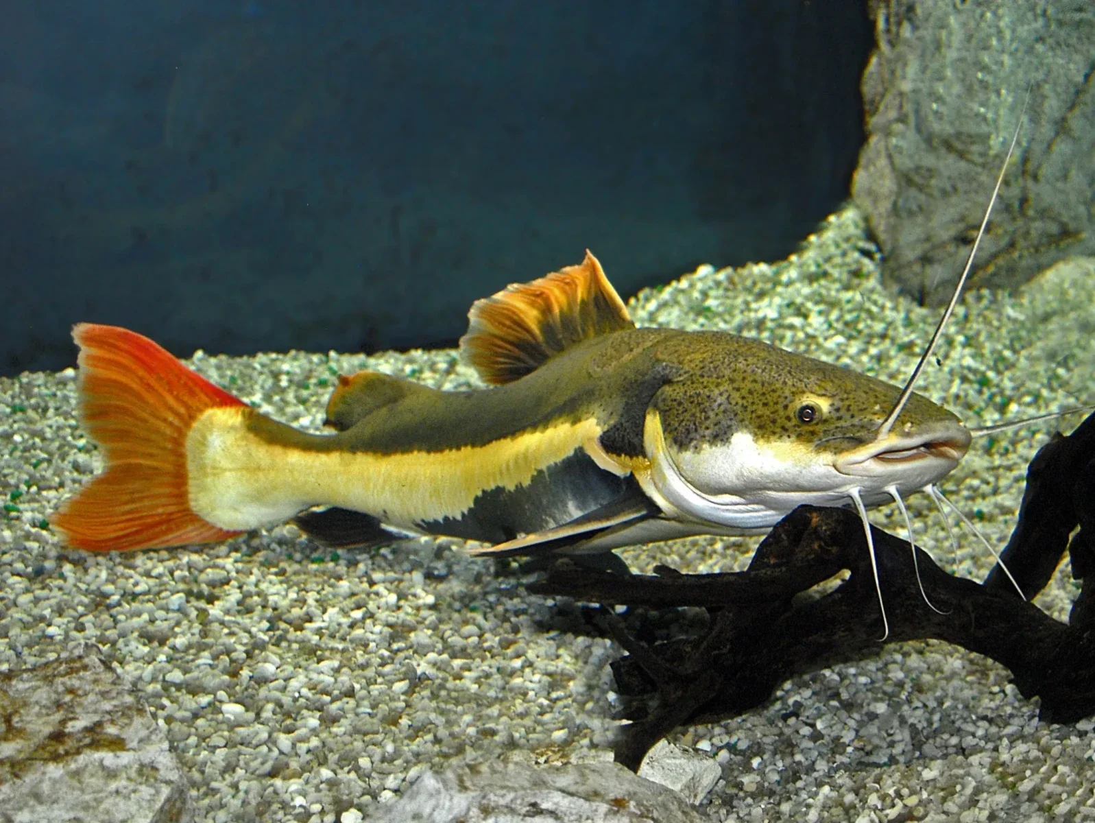 Redtail Cat