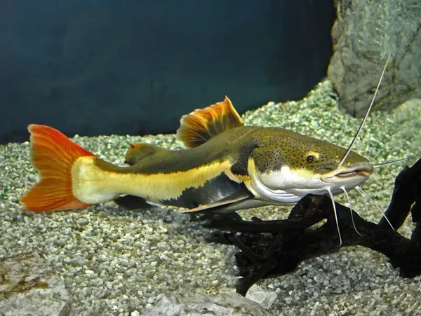 Redtail Cat