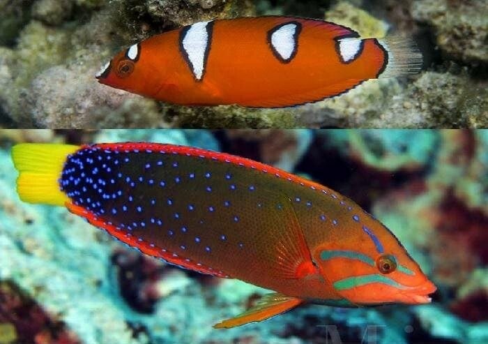 Red Coris Wrasse