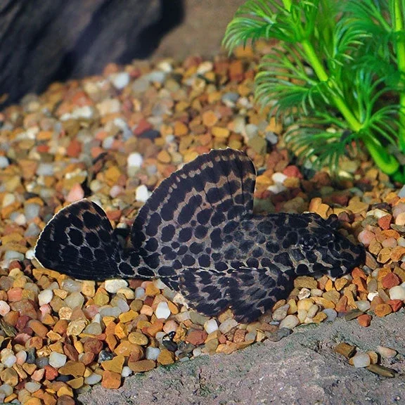 Marble Sailfin Pleco