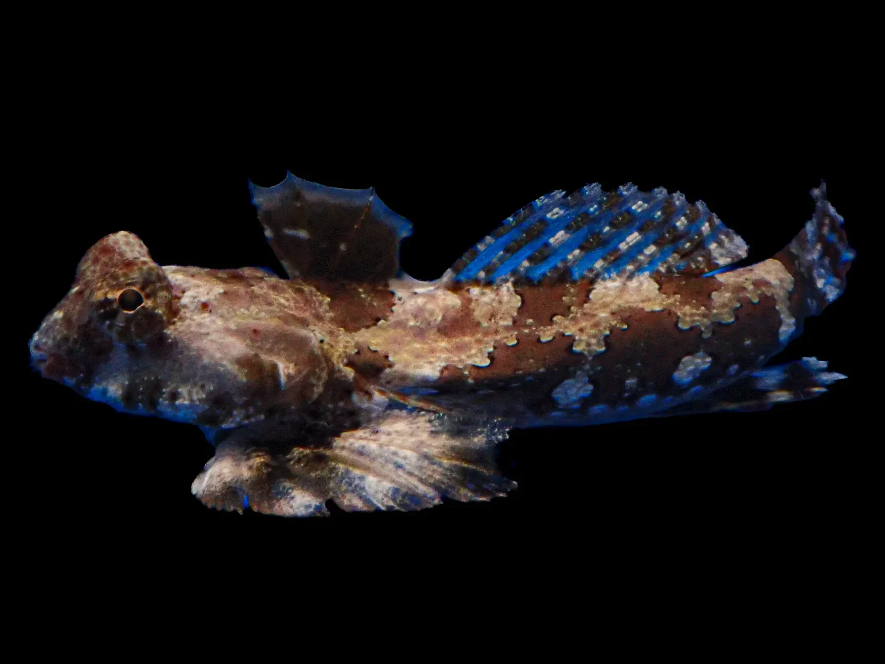 Scooter Blenny