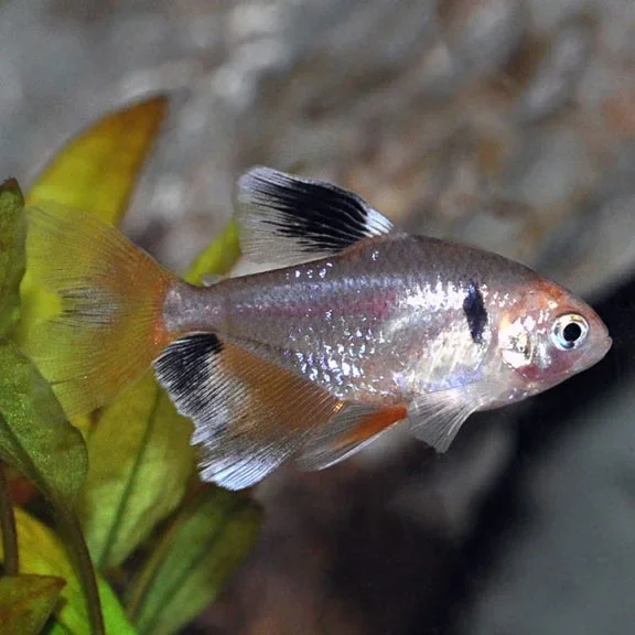 Serpae Tetra