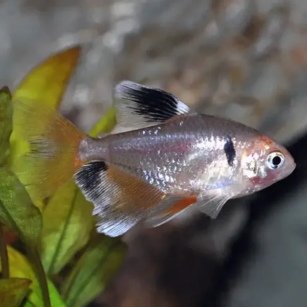 Serpae Tetra