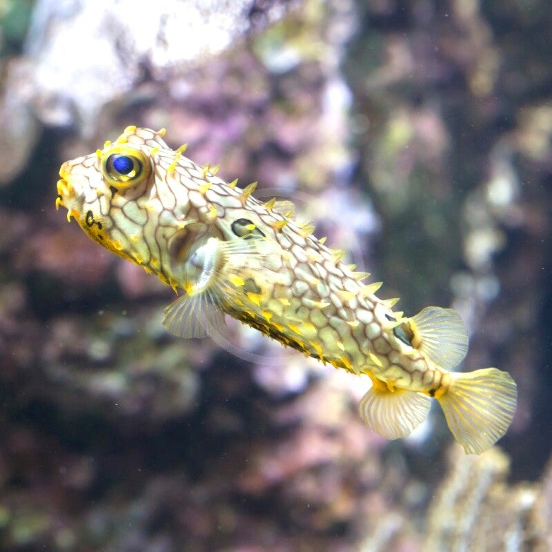 Spiney Box Puffer