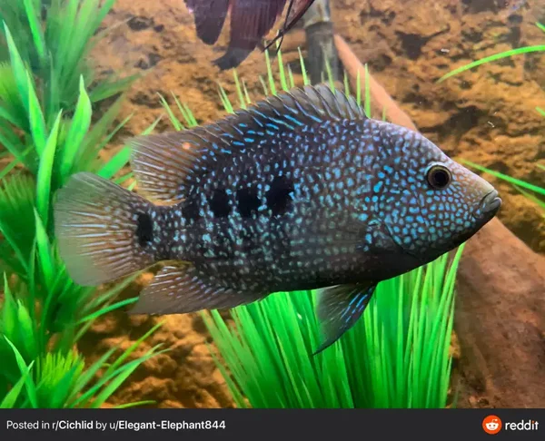 Texas Cichlid