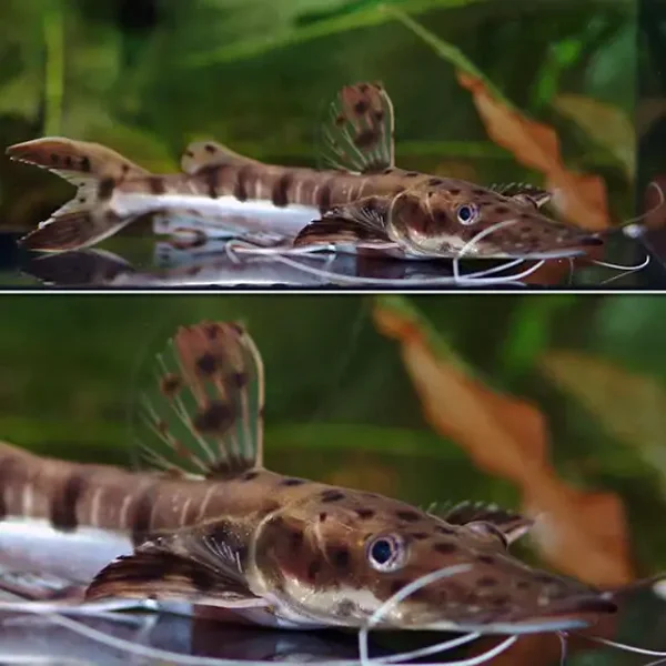 Tiger Shovelnose