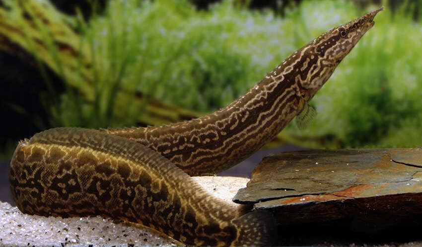 Tire Track EEL