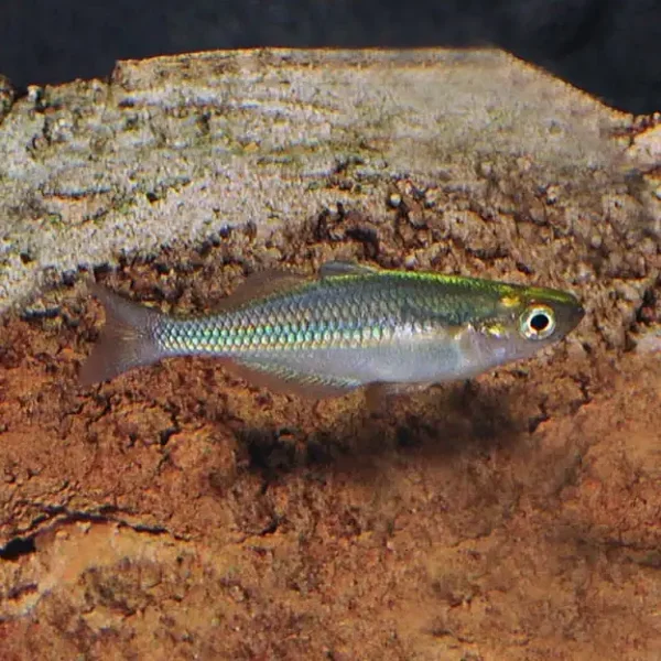 Turquoise Rainbowfish