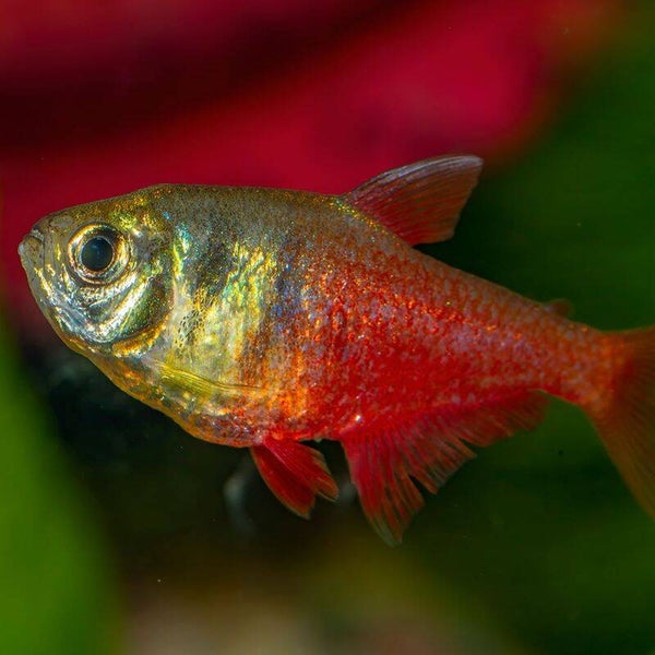 Von Rio Flame Tetra