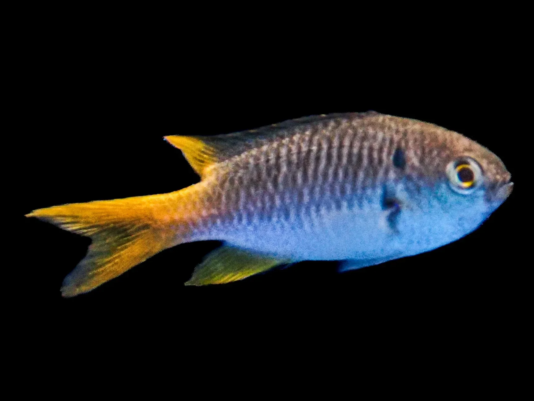 Yellow Tail Chromis