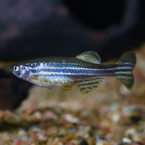Pearl Danio