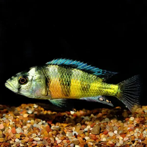Zebra Obliquedens