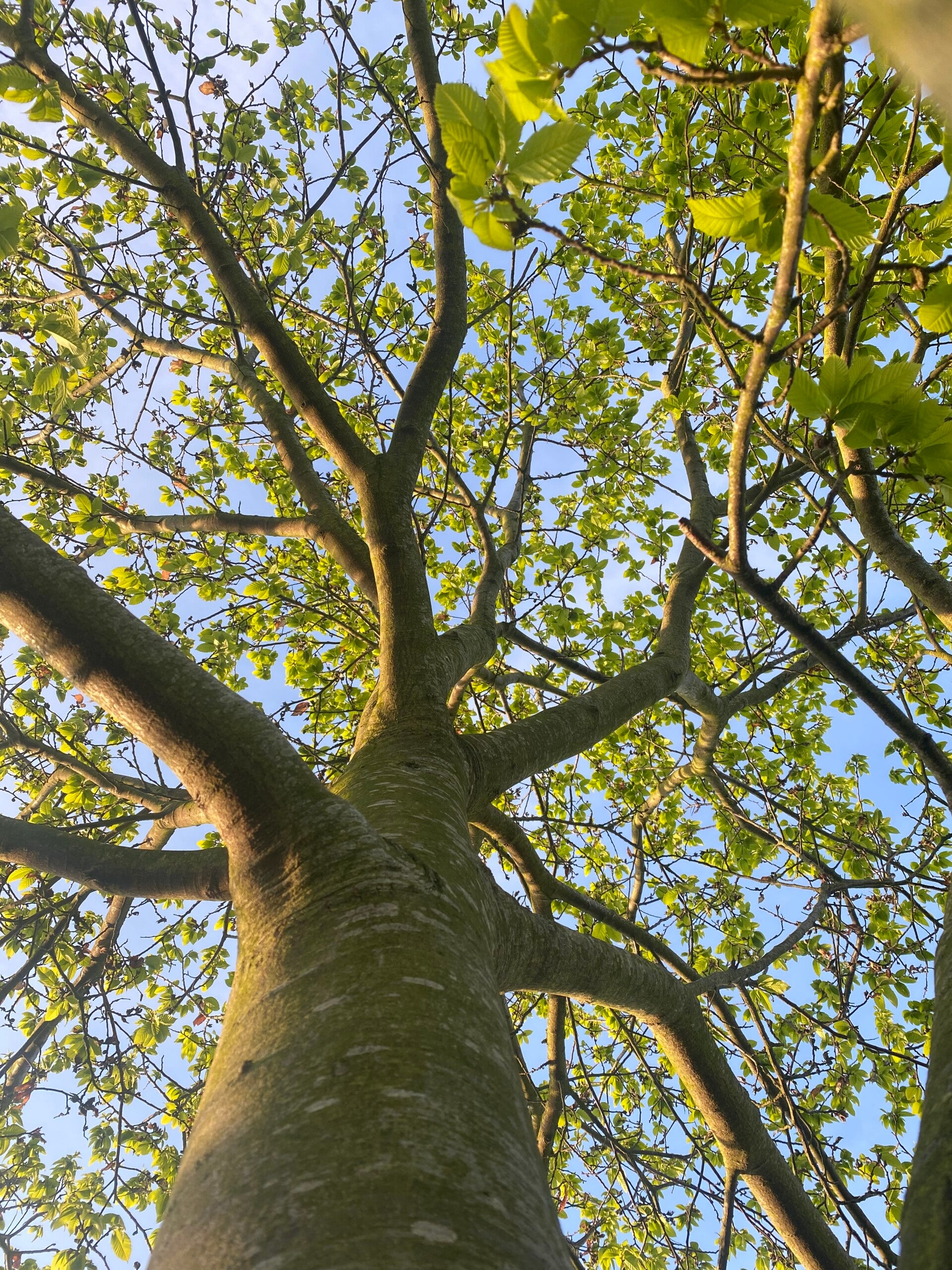 Ancestor-reading ♡