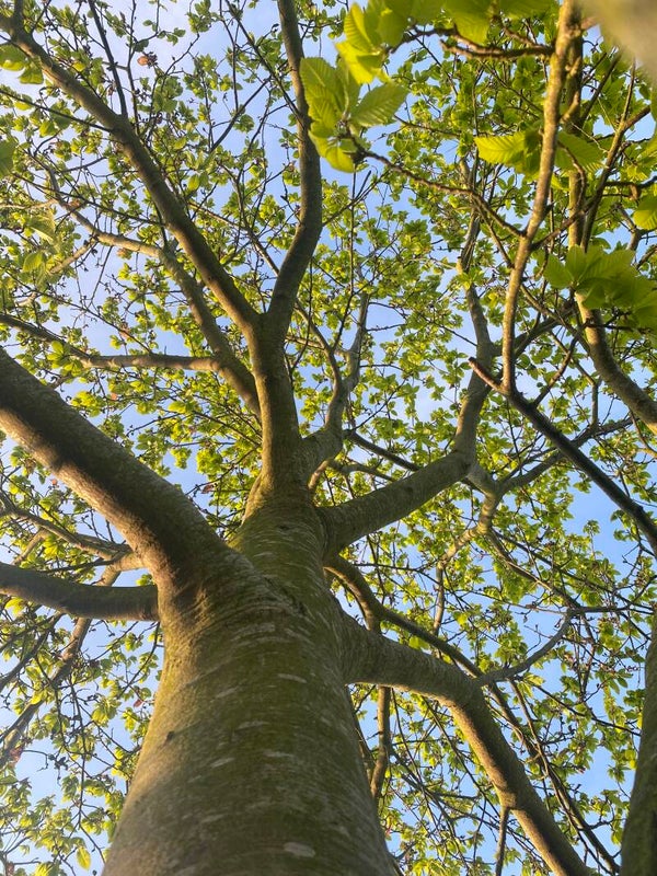 Ancestor-reading ♡