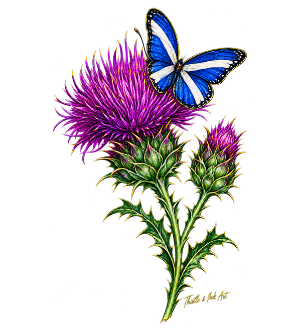 Wings of Scotland – Thistle & Saltire Butterfly T-Shirt