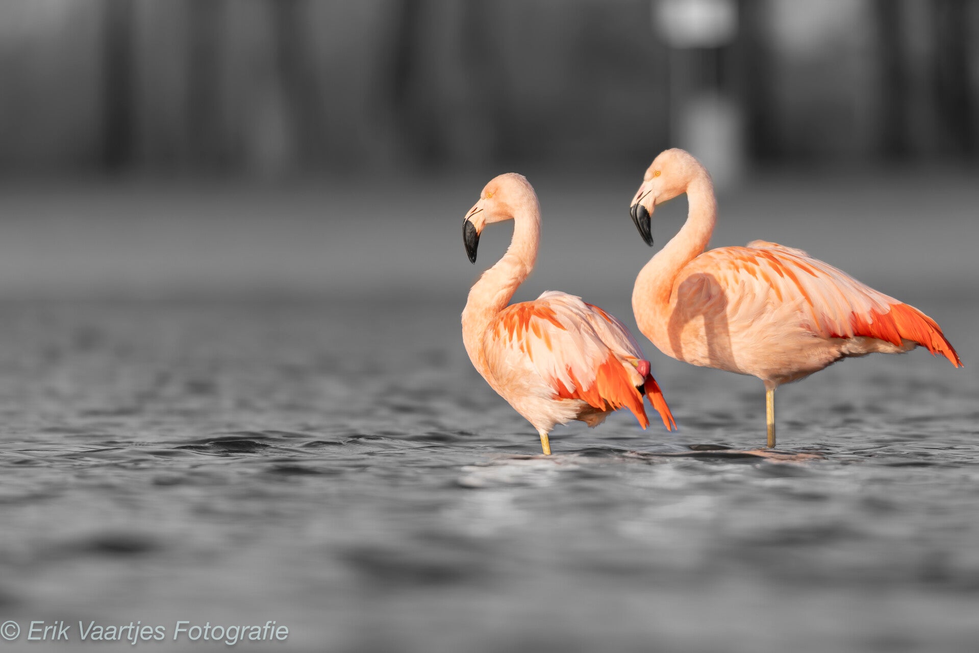 Fine Art Prints