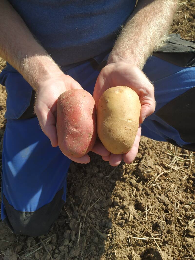 Kartoffeln, bio, Flegler, Urphar, Landwirtschaft, Bauernhof, Wertheim