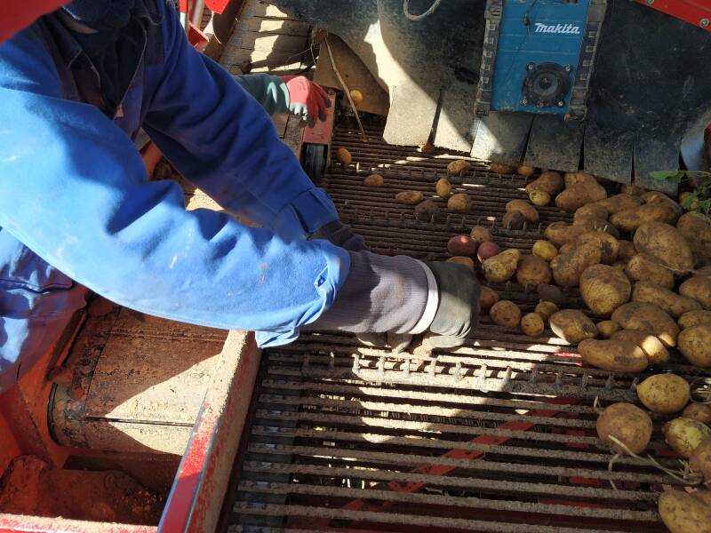 Kartoffeln, bio, Flegler, Urphar, Ernte, Wertheim, Landwirtschaft, Bauernhof, Bioland