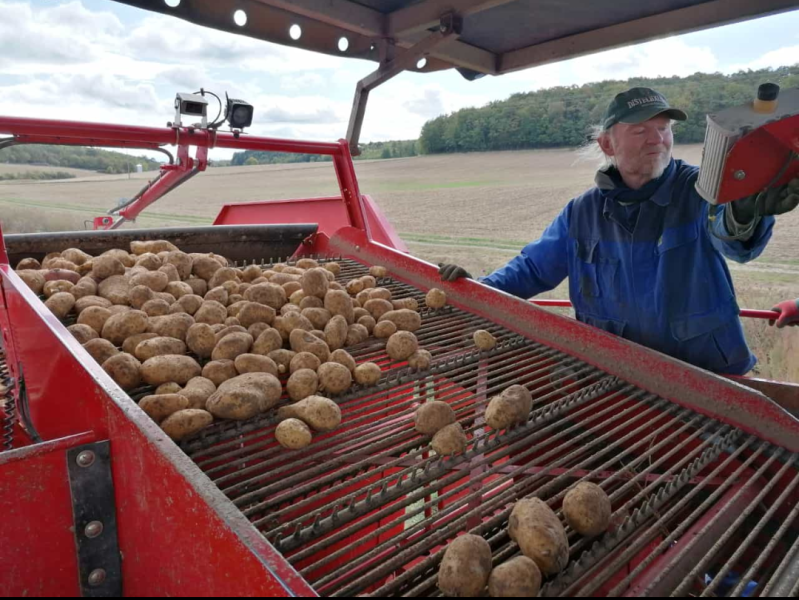Kartoffeln, bio, Flegler, Urphar, Ernte, Wertheim, Landwirtschaft, Bauernhof, Bioland