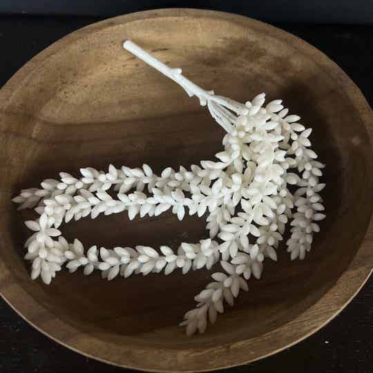 Kunst Erwtenplantje | Wit | 35cm