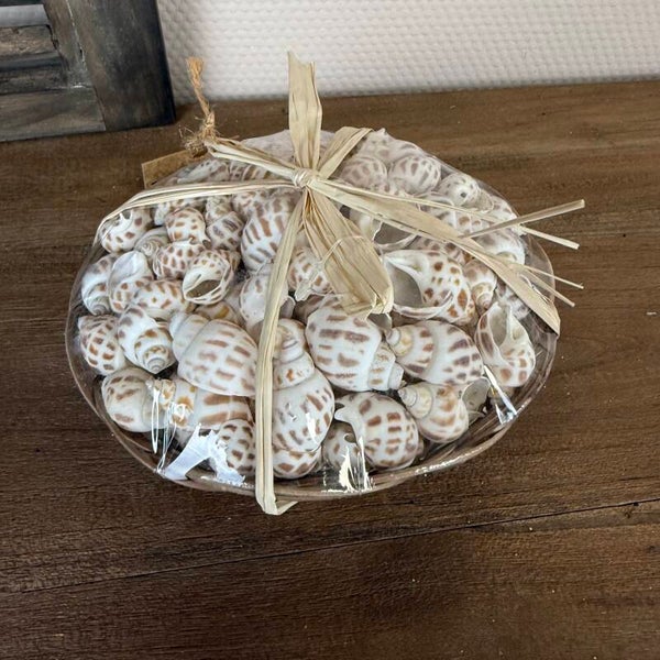 Bakje Vol Decoratie Schelpjes