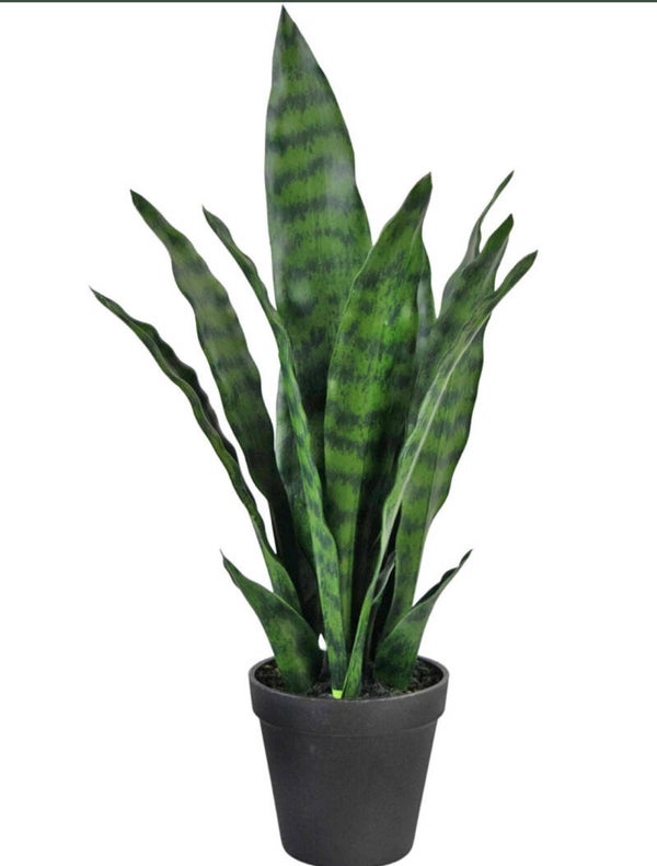 Kunstplant ‘ Sansevieria Zeylanica’ | 44cm
